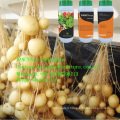 Root Conditioner Liquid Amino Acid Fertilizer Agricultural Grade